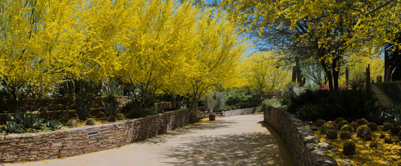 Yellow flower blooms and walking paths landscape panorama. Pathway in a forest area with yellow blooming Palo Verde trees at the desert botanical garden in Scottsdale