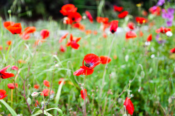 red poppies in the field