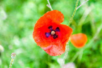 red poppy in the field