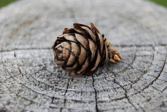 Close-up Of Pine Cone On Tree Stump