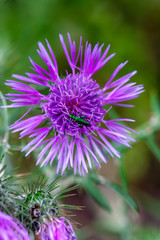 Fototapeta premium close up of a purple flower