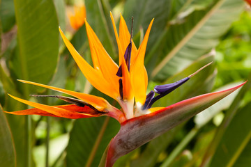 Fototapeta na wymiar orange flower in the garden