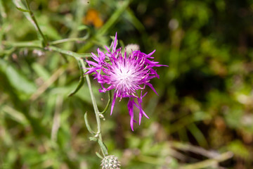 flower of a thistle flower