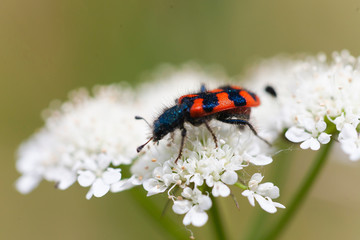 beetle on a flower