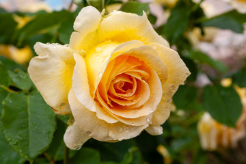 yellow rose in garden