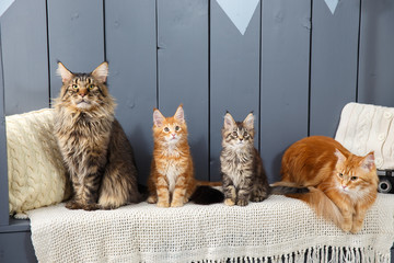 Family of four Maine Coon cat - mother, father and children - sitting or laying down in straight...