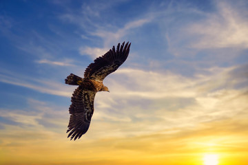 Fototapeta na wymiar Hawk flying over the sunset sky