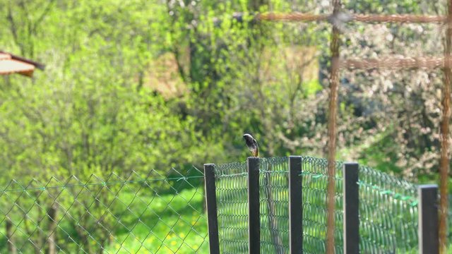 Black Redstart on fence near nest, male (Phoenicurus ochruros) - (4K)