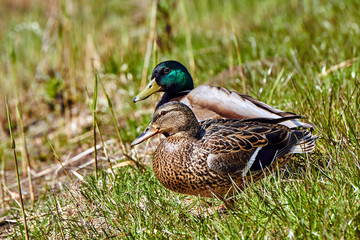 A pair of mallard ducks in the grass on the edge of a pond.