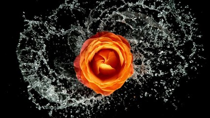 Beautiful orange rose bloom rotation with water splash. Super slow motion shot at 1000 fps - Powered by Adobe