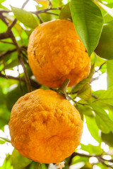 oranges on tree