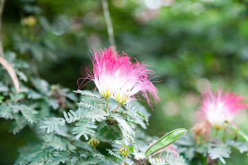 white and pink flower