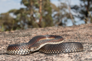 Australian Highland Copperhead Snake