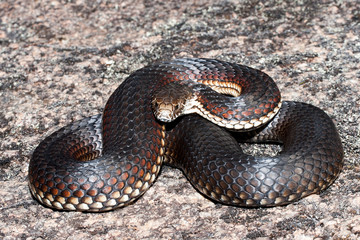 Australian Highland Copperhead Snake