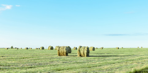 round bales of dry hay in a green field, panorama