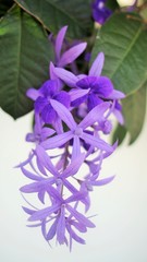 purple wreath flower of asia tropical.