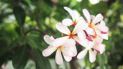 white and yellow frangipanni flower