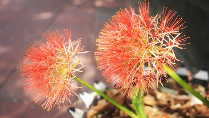 blood lily flower in Thailand