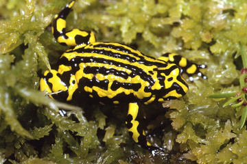 Northern Corroboree Frog on Sphagnum moss