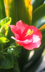 red shoeblack flower in parking