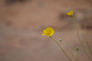 Yellow flower in nature