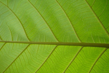 Close Up Of Green Leaf