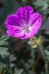 flower of a pink flower