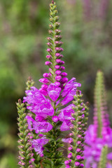 purple  delphinium flowers in the garden