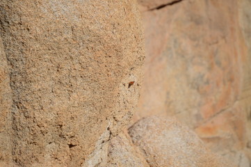 Butterfly on a rock