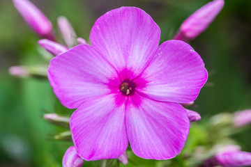 Fototapeta na wymiar close up of a pink flower