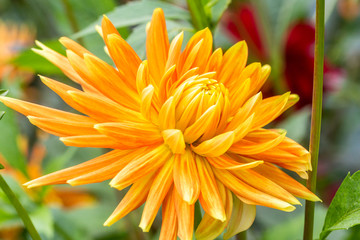 orange dahlia flower