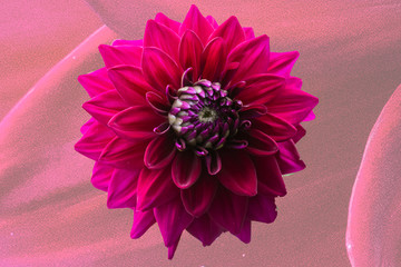 pink dahlia flower