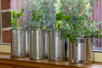 close up of seedlings growing in reuse tin cans on window ledge, raised garden behind. Self...