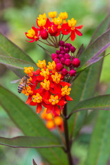 red and yellow flowers