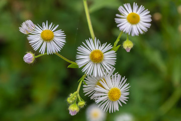 Obraz premium daisies in the grass