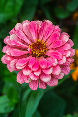 pink and white dahlia flower