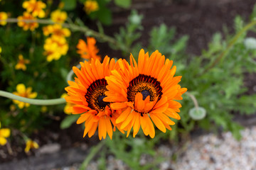 yellow flower in the garden
