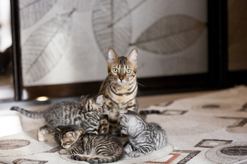 Beautiful bengal cat portrait with its striped baby kittens lying on the floor