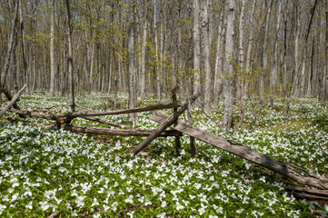 Trilliums and wooden fence in the woods
