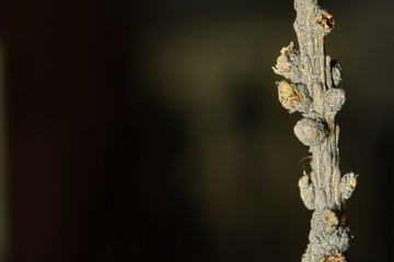 macro larch branch