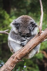 Sleeping koala