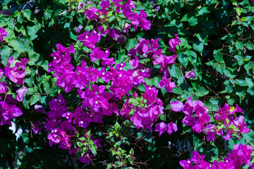 purple flowers background