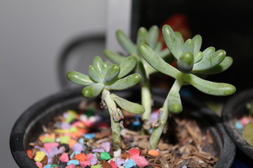 Obraz premium flower in a pot
