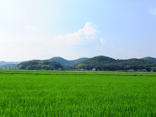 Obraz premium 日本の田舎の風景 8月 水田の稲と山と空