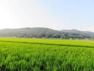 日本の田舎の風景　8月　田んぼと山