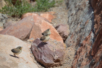 chicks on a rock
