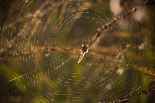 Close-up Of Spider And Web