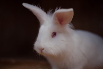 white rabbit on black background
