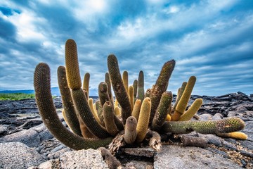 lava cactus