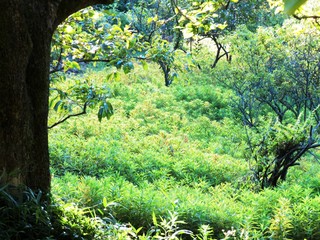 日本の田舎の風景　8月　夏の山の木々　柿